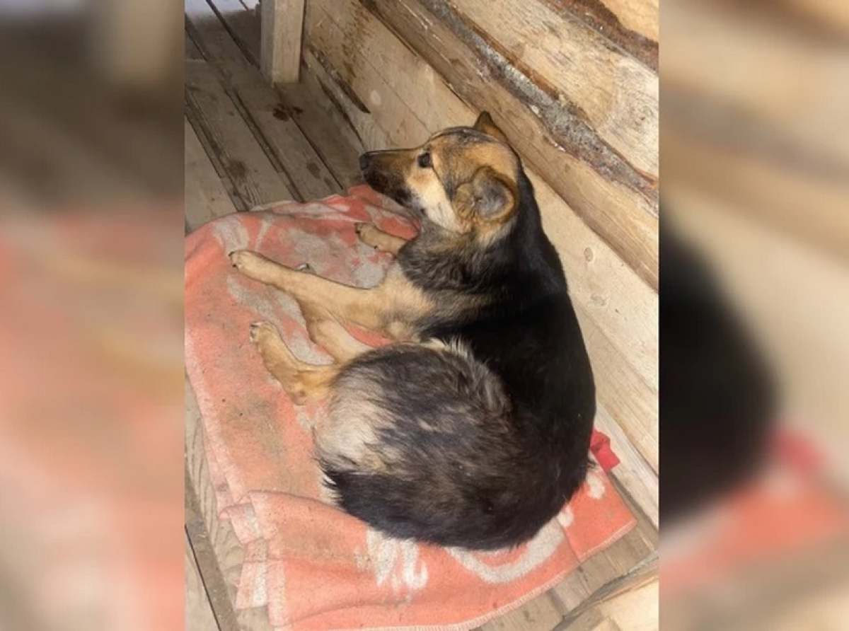 The heroic dog Lesya saved a fighter in the area of special military zone